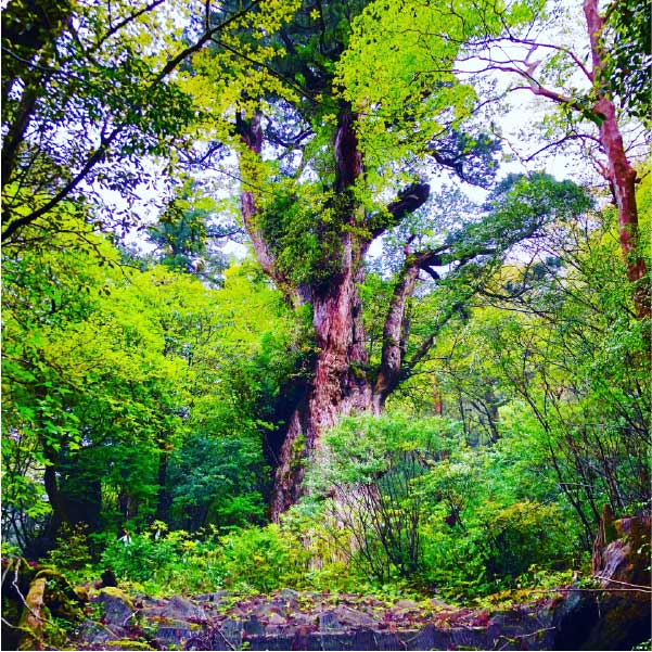 屋久杉